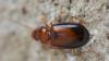 Ocys sp.